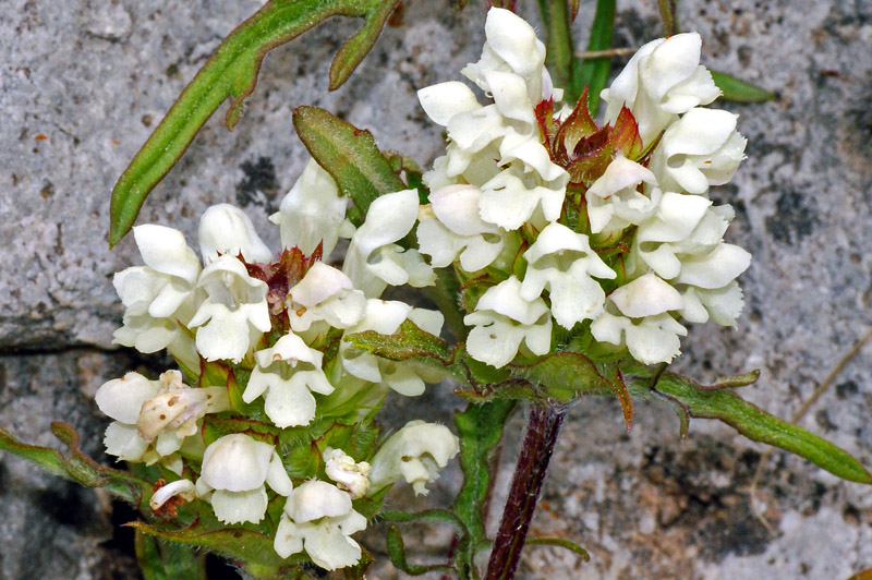 Prunella laciniata / Prunella gialla